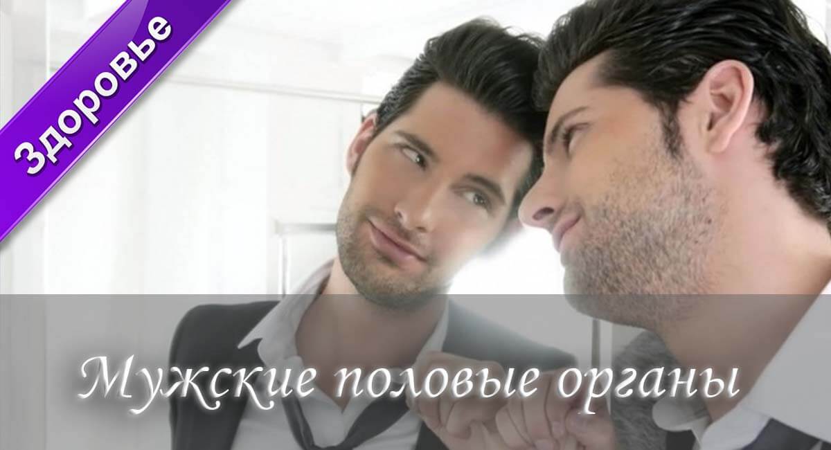 мужской половой член, мужская половая система