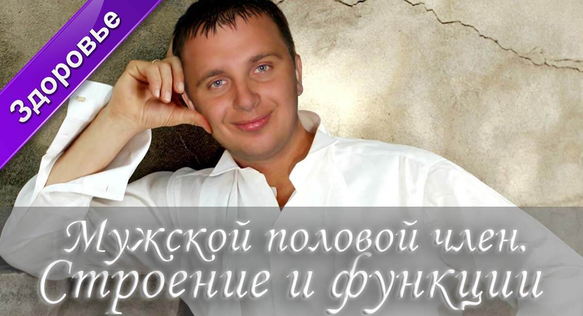 мужской член, каким бывает член