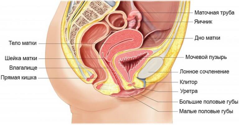 Влагалище Женщины Фото